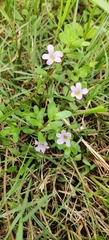 Bacopa monnieri