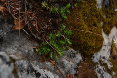 Saxifraga bronchialis