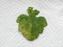 Phytomyza syngenesiae