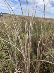 Thinopyrum obtusiflorum