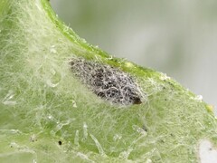 Phytomyza syngenesiae