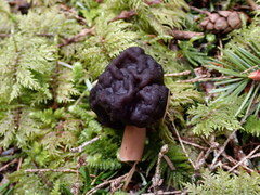 Gyromitra esculenta