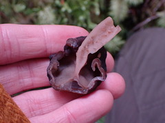 Gyromitra esculenta