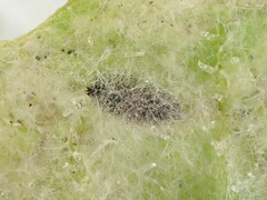 Phytomyza syngenesiae