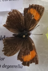 Thecla betulae