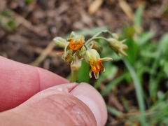 Tulbaghia acutiloba
