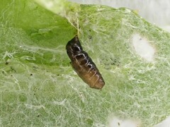 Phytomyza syngenesiae