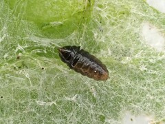 Phytomyza syngenesiae