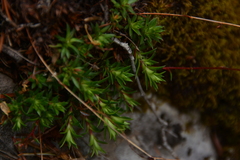 Saxifraga bronchialis