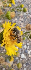 Megachile perihirta