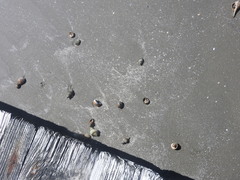 Clibanarius vittatus