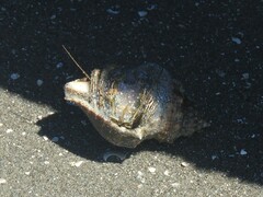 Clibanarius vittatus