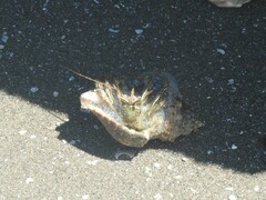 Clibanarius vittatus