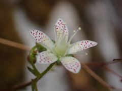 Saxifraga bronchialis