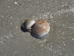 Clibanarius vittatus