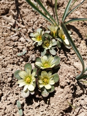 Knowltonia chilensis