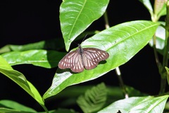 Catasticta ctemene