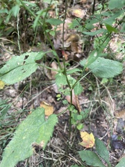 Symphyotrichum cordifolium