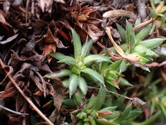 Saxifraga bronchialis