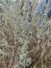 Artemisia absinthium