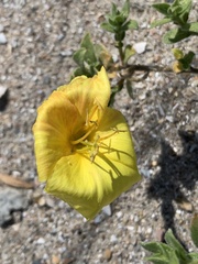 Oenothera drummondii