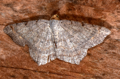 Macaria bisignata