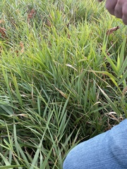 Elymus repens