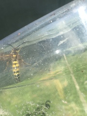 Xanthocampsomeris limosa