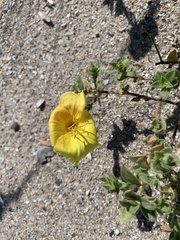 Oenothera drummondii