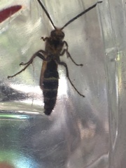 Xanthocampsomeris limosa