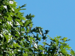 Quercus palustris