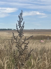 Cyclachaena xanthiifolia