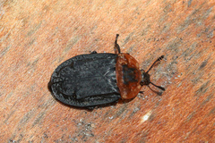 Oiceoptoma thoracicum