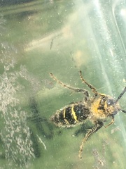 Xanthocampsomeris limosa