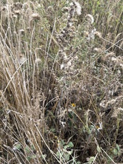 Artemisia absinthium