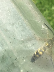 Xanthocampsomeris limosa