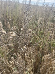 Cyclachaena xanthiifolia