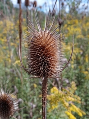 Dipsacus