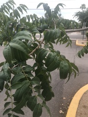 Pistacia chinensis