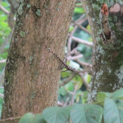 Anolis sulcifrons