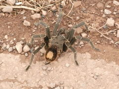 Acanthoscurria