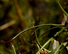 Mutisia subulata subulata