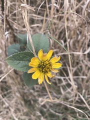 Heliopsis