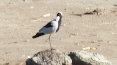 Vanellus armatus