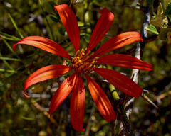 Mutisia subulata subulata