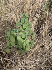 Monarda fistulosa