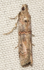 Pempelia palumbella