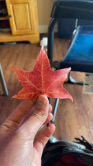 Liquidambar