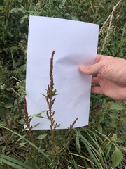 Amaranthus tuberculatus