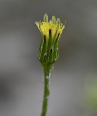 Hypochaeris